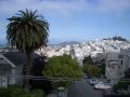 Palme und Coit Tower