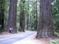 Tree 2