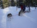 Huskies 1