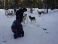 Huskies 3