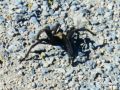 Tarantula